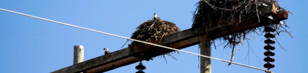 aves, poste, rede elétrica