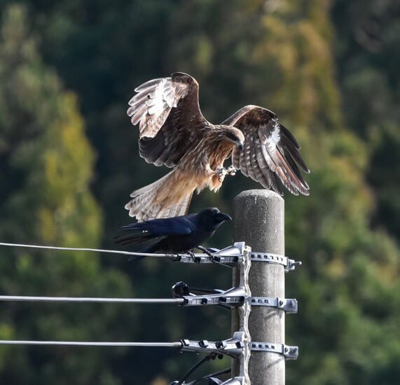 avifauna