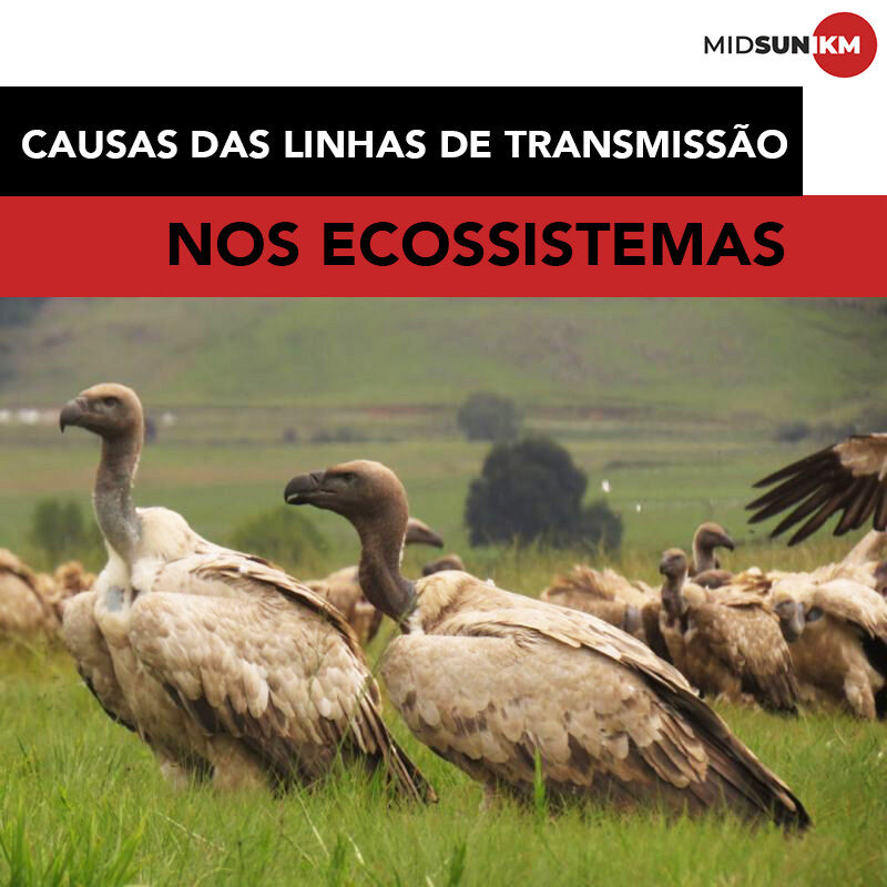 proteger avifauna